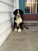 Akc Brutus, a male Bernese Mountain Dog for sale in Paducah, KY – Photo 2 of 9