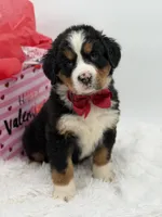 Akc Brutus, a male Bernese Mountain Dog for sale in Paducah, KY – Photo 9 of 10