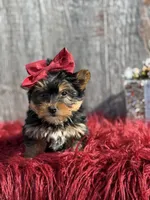 Ckc Star, a female Yorkshire Terrier for sale in Paducah, KY – Photo 1 of 10