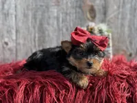 Ckc Star, a female Yorkshire Terrier for sale in Paducah, KY – Photo 9 of 10
