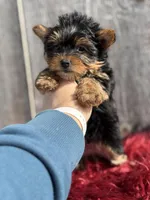 Ckc Star, a female Yorkshire Terrier for sale in Paducah, KY – Photo 5 of 10