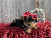 Ckc Star, a female Yorkshire Terrier for sale in Paducah, KY – Photo 10 of 10