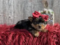 Ckc Star, a female Yorkshire Terrier for sale in Paducah, KY – Photo 2 of 10