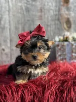 Ckc Star, a female Yorkshire Terrier for sale in Paducah, KY – Photo 8 of 10