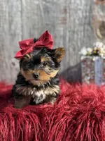 Ckc Star, a female Yorkshire Terrier for sale in Paducah, KY – Photo 3 of 10