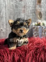Ckc Star, a female Yorkshire Terrier for sale in Paducah, KY – Photo 7 of 10