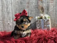 Ckc Star, a female Yorkshire Terrier for sale in Paducah, KY – Photo 4 of 10