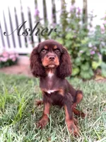 AKC Asher, a male Cavalier King Charles Spaniel for sale in Paducah, KY – Photo 2 of 6