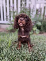 AKC Asher, a male Cavalier King Charles Spaniel for sale in Paducah, KY – Photo 3 of 6