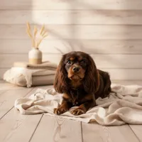 AKC Asher, a male Cavalier King Charles Spaniel for sale in Paducah, KY – Photo 5 of 6