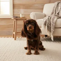 AKC Asher, a male Cavalier King Charles Spaniel for sale in Paducah, KY – Photo 1 of 6