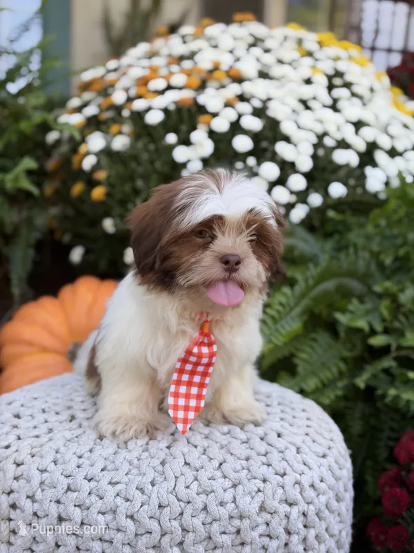 Sable parti boy  – Shih Tzu puppy for sale in Paducah, KY