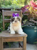 Lilac, a female Shih Tzu for sale in Paducah, KY – 8 of 10