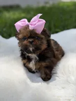 AKC Cookie, a female Shih Tzu for sale in Paducah, KY – 8 of 10