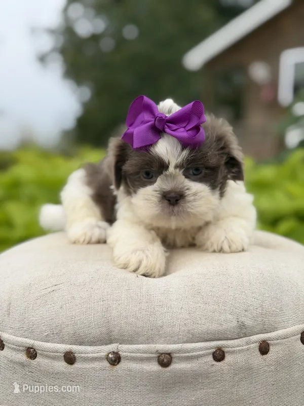 Lilac – Shih Tzu puppy for sale in Paducah, KY