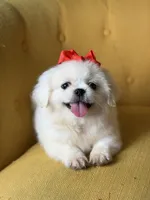 Polly, a female Pekingese for sale in Paducah, KY – 8 of 10