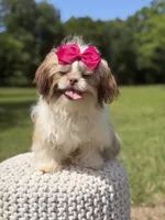 AKC Sable Parti, a female Shih Tzu for sale in Paducah, KY – 2 of 10