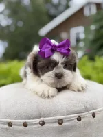 Lilac, a female Shih Tzu for sale in Paducah, KY – 4 of 10