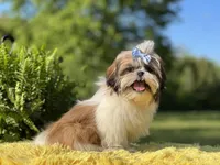 Akc Bennie, a male Shih Tzu for sale in Paducah, KY – Photo 8 of 10