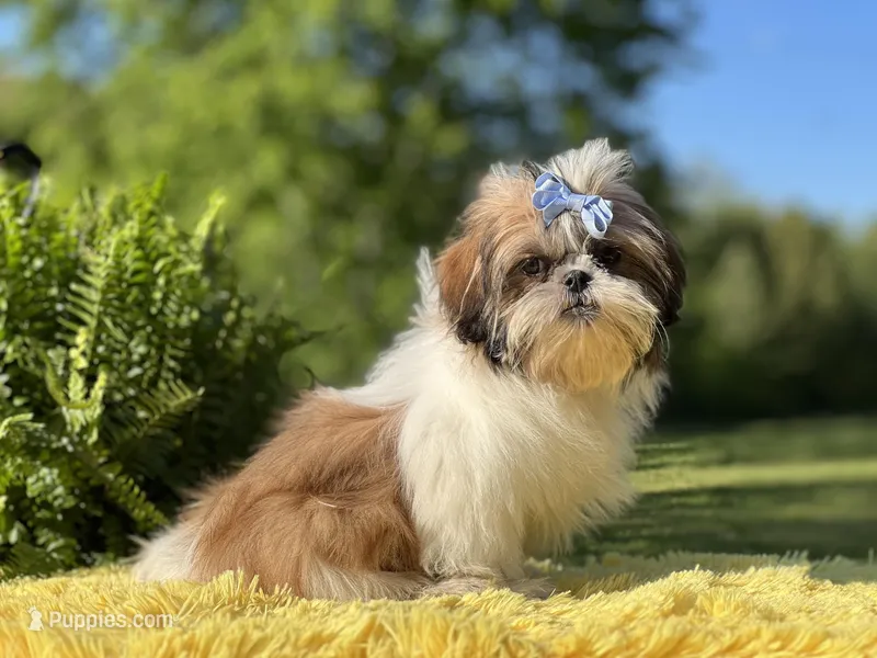 Akc Bennie, a male Shih Tzu for sale in Paducah, KY – Photo 1 of 10