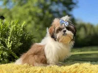 Akc Bennie, a male Shih Tzu for sale in Paducah, KY – Photo 1 of 10