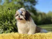 Akc Bennie, a male Shih Tzu for sale in Paducah, KY – Photo 4 of 10