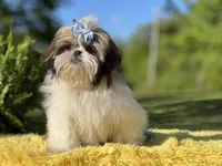 Akc Bennie, a male Shih Tzu for sale in Paducah, KY – Photo 6 of 10