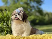 Akc Bennie, a male Shih Tzu for sale in Paducah, KY – Photo 3 of 10