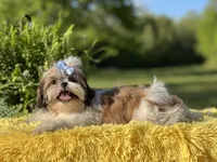 Akc Bennie, a male Shih Tzu for sale in Paducah, KY – Photo 2 of 10