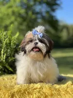 Akc Bennie, a male Shih Tzu for sale in Paducah, KY – Photo 5 of 10