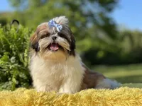 Akc Bennie, a male Shih Tzu for sale in Paducah, KY – Photo 9 of 10