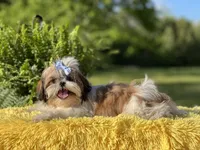 Akc Bennie, a male Shih Tzu for sale in Paducah, KY – Photo 10 of 10