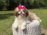 AKC Sable Parti, a female Shih Tzu for sale in Paducah, KY – 3 of 10
