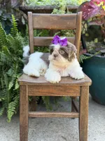 Lilac, a female Shih Tzu for sale in Paducah, KY – 5 of 10
