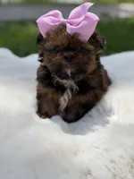 AKC Cookie, a female Shih Tzu for sale in Paducah, KY – 6 of 10
