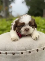 Sable parti boy , a male Shih Tzu for sale in Paducah, KY – 3 of 6