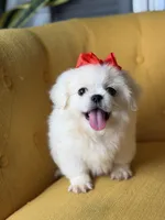 Polly, a female Pekingese for sale in Paducah, KY – 6 of 10