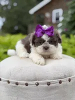 Lilac, a female Shih Tzu for sale in Paducah, KY – 3 of 10