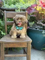 Chocolate sable, a male Shih Tzu for sale in Paducah, KY – 10 of 10