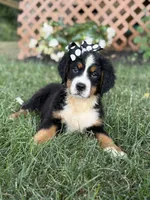 AKC Queen, a female Bernese Mountain Dog for sale in Paducah, KY – Photo 3 of 10