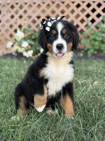 AKC Queen, a female Bernese Mountain Dog for sale in Paducah, KY – Photo 8 of 10