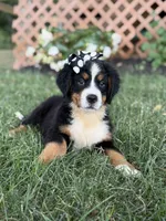 AKC Queen, a female Bernese Mountain Dog for sale in Paducah, KY – Photo 4 of 10