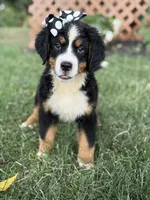 AKC Queen, a female Bernese Mountain Dog for sale in Paducah, KY – Photo 2 of 10