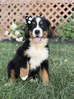 AKC Queen, a female Bernese Mountain Dog for sale in Paducah, KY – Photo 6 of 10