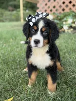 AKC Queen, a female Bernese Mountain Dog for sale in Paducah, KY – Photo 1 of 10