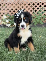 AKC Queen, a female Bernese Mountain Dog for sale in Paducah, KY – Photo 10 of 10