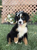 AKC Queen, a female Bernese Mountain Dog for sale in Paducah, KY – Photo 9 of 10