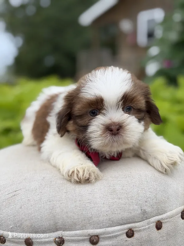 Sable parti boy  – Shih Tzu puppy for sale in Paducah, KY