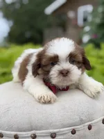 Sable parti boy , a male Shih Tzu for sale in Paducah, KY – 1 of 6