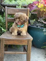 Chocolate sable, a male Shih Tzu for sale in Paducah, KY – 5 of 10